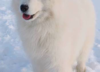 Samoyed piesek  11 miesięcy