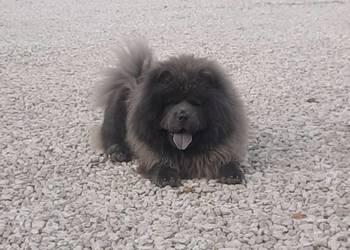 CHOW CHOW Reproduktor * krycie
