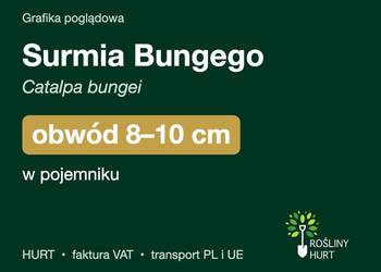 Surmia Bungego (Catalpa bungei) obwód 8-10 cm, w pojemniku – HURT