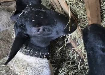 Baranki DORPER. Owce, baranek kastraty.