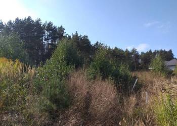 DZIAŁKA BUDOWLANA Z LASEM 1500M2, PIŁA DOLASZEWO