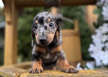 Cudowny! Piesek jamnik miniaturowy blue merle z rodowodem