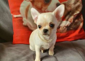 Chihuahua śliczny piesek biało kremowy