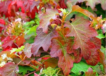 Hortensja dębolistna krzewy w doniczce, Osiny 49a