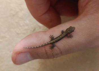 Gekon płaczący Lepidodactylus lugubris