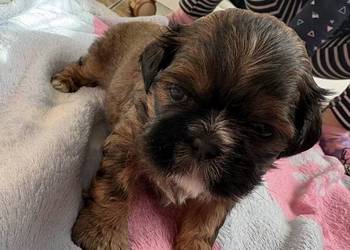 Piesek shih tzu Zarezerwowany