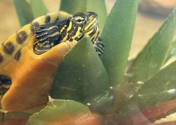 Oddam żółwia wodno lądowego