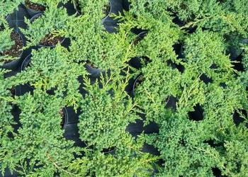 Jałowiec rozesłany Procumbens Nana