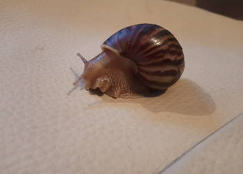Ślimaki Lissachatina