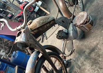 Komar sztywniak 1964r