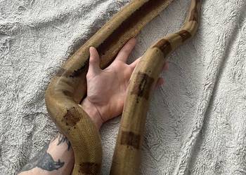 Boa imperator/ Boa cesarski wąż, gad