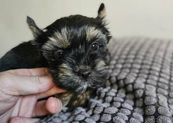 Suczka Yorkshire Terrier Black Tan