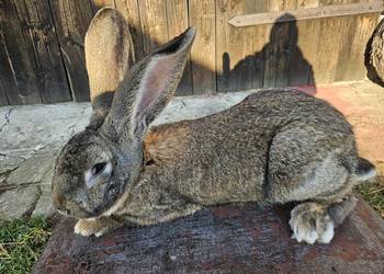 Krolik belg olbrzym