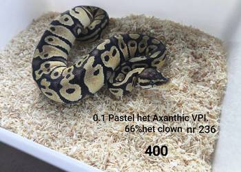 Wąż pyton królewski nr 236