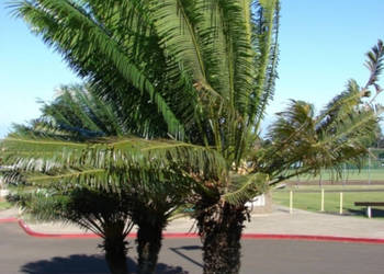 SAGOWIEC PODWINIĘTY  Cycas circinalis - NASIONA 100g
