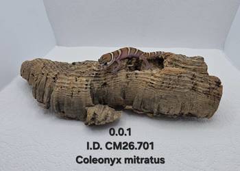 Coleonyx mitratus