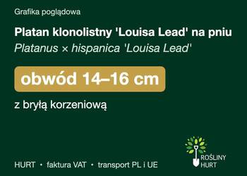 Platan klonolistny 'Louisa Lead' na pniu obwód 14-16 cm – HURT