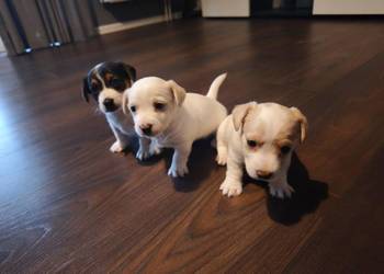 Jack Russell Terrier Jack Russell Terrier