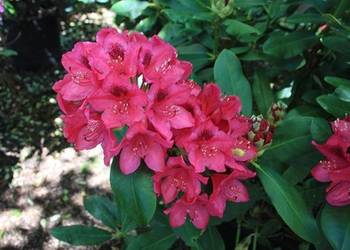 Różanecznik 'Nova Zembla'/Rhododendron 'Nova Zembla C5