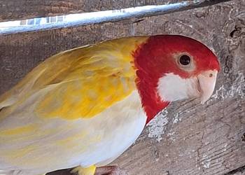 Samczyk rozelli białolicej lutino z 2025r.