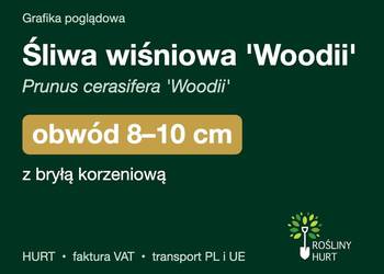 Śliwa wiśniowa 'Woodii' obwód 8-10 cm, z bryłą – HURT