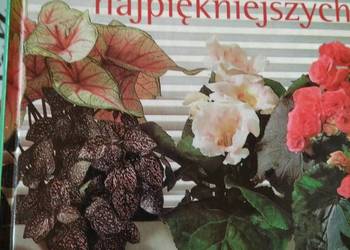 200 najpiękniejszych roślin doniczkowych