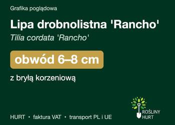 Lipa drobnolistna 'Rancho' obwód 6-8 cm, z bryłą – HURT
