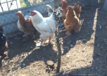 Sprzedam jaja lęgowe kur rasy brahma