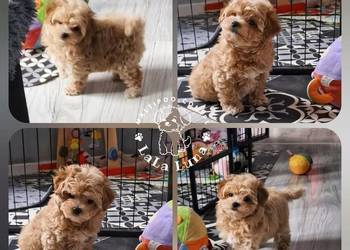 Maltipoo maltańczyk,  pudel, F1  maltipoo.com.pl