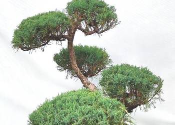 Bonsai Niwaki Jałowiec sabiński Mas