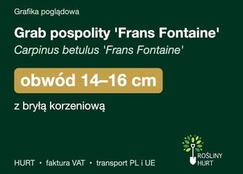 Grab pospolity 'Frans Fontaine' obwód 14-16 cm, z bryłą – HURT