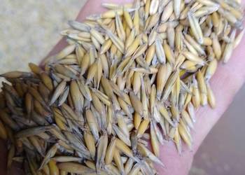 Sprzedam owies 650 brutto Faktura VAT