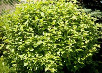 Dereń biały 'Sibirica' (Cornus alba) 90-120 cm, z gruntu