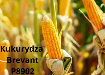 Kukurydza Brevant P8902