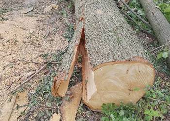 Drewno lipowe na rzeźby