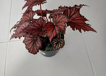 Begonia Rex RED BLACK