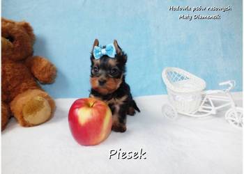 Maleńki piesek York Yorkshire Terrier z Rodowodem i Wyprawką