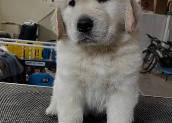 Golden Retriever gotowy do odbioru
