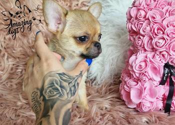 Śliczny chłopiec chihuahua