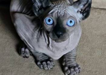 Gotowy do odbioru! Sfinks POINT SPH SPHYNX SFINX *Domowa hodowla*