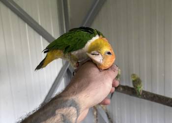 Barwinka białobrzucha oswojona