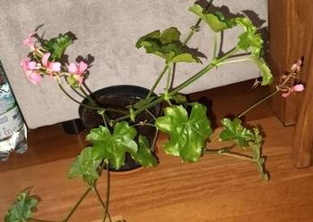 Duża pelargonia bluszczolistna, kwitnąca aktualnie, na różowo
