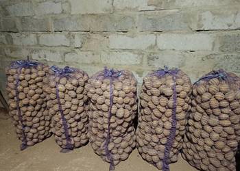 Ziemniaki sadzeniaki