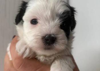 Do Rezerwacji Szczenięta Morkie