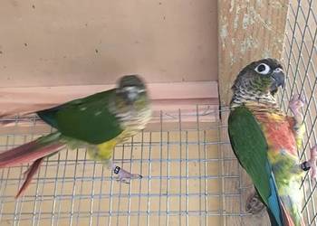 Rudosterki zielonolice opalin