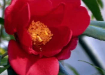 KAMELIA Camellia chekiangolesa - NASIONA 8 szt - 10g