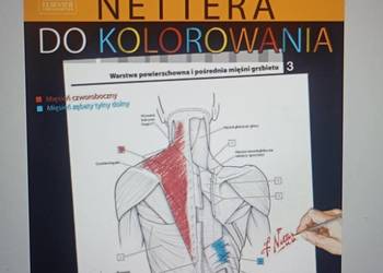 Kolorowanka Anatomia Nettera plik pdf