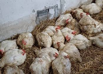 Brojlery - Tuszki -eko