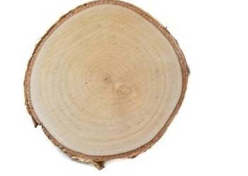 HIT Plastry drewniane Brzozowe szlifowane 10 -12cm
