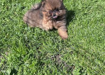 Przepiękne Suczka Pomeranian ( Szpic miniaturowy) – ZkwP/FCI